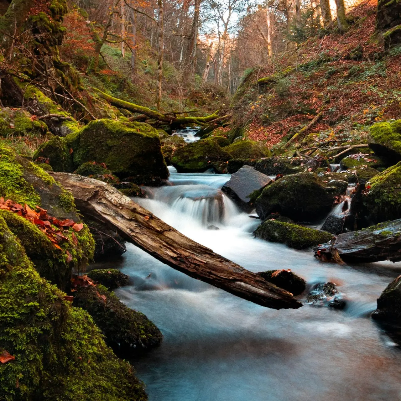 river in the middle of trees