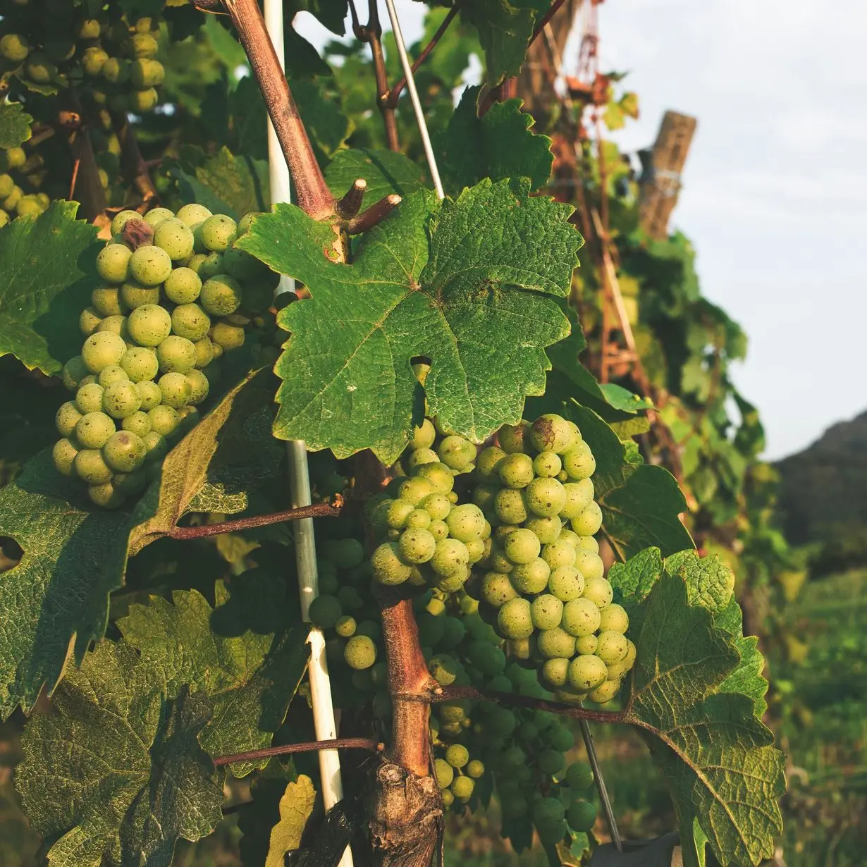 cote roannaise vignoble