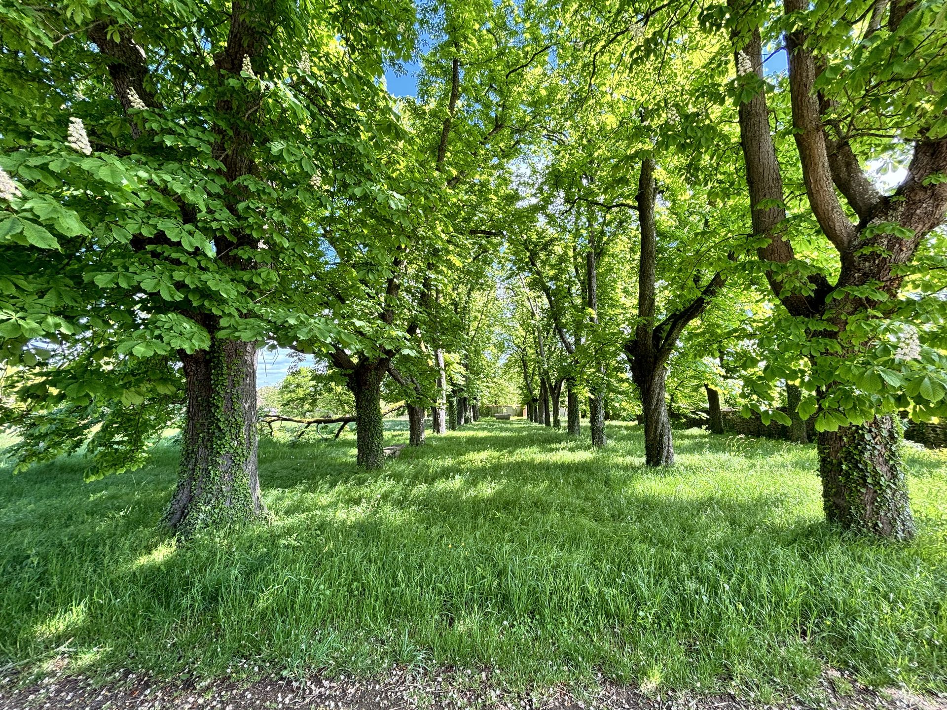 forêt domaine